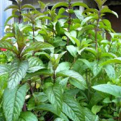 MENTHE  Chocolat
