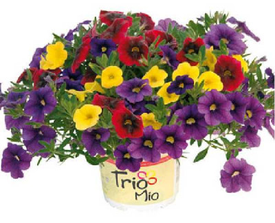 MILLION BELLS  Triomio