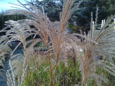 MISCANTHUS sinensis Malepartus