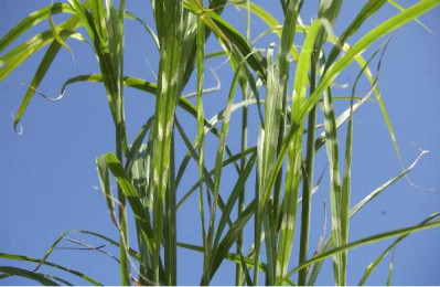 MISCANTHUS sinensis Zebrinus
