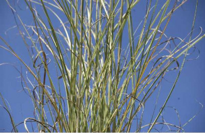 MISCANTHUS sinensis Morning light