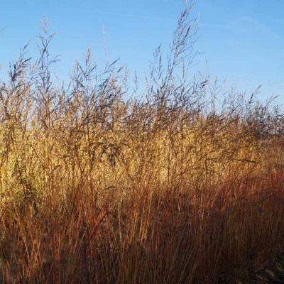MOLINIA arundinacea (altissima) Les ponts de cé