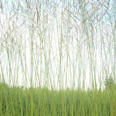 MOLINIA arundinacea (altissima) Sky racer