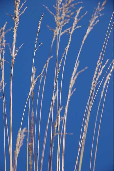 MOLINIA caerulea Heidebraut