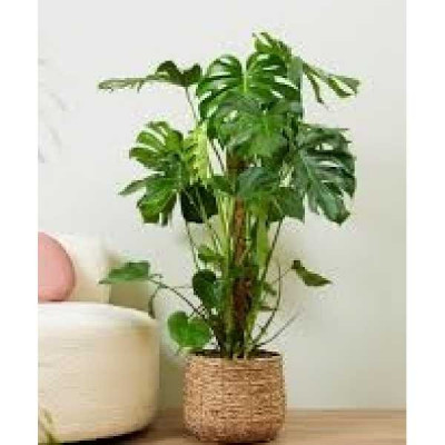 MONSTERA deliciosa