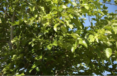 MORUS platanifolia Fruitless