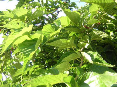 MORUS platanifolia Kagayamae