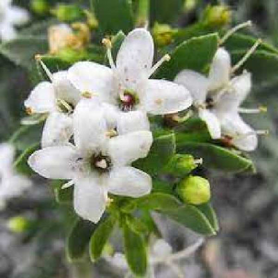 MYOPORUM parviflorum