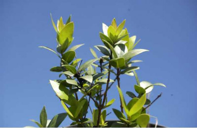 MYRTUS communis