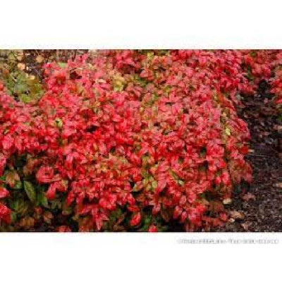 NANDINA domestica Fire power