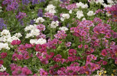 NEMESIA