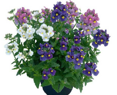 NEMESIA  Triomio