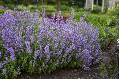 NEPETA  Cat's meow