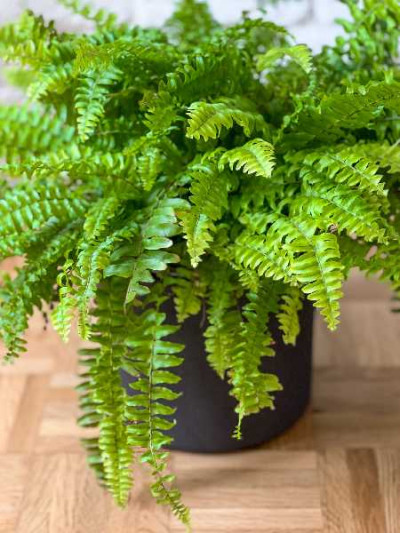 NEPHROLEPIS exaltata Green lady