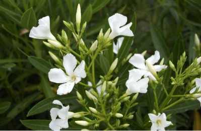 NERIUM oleander Blanc