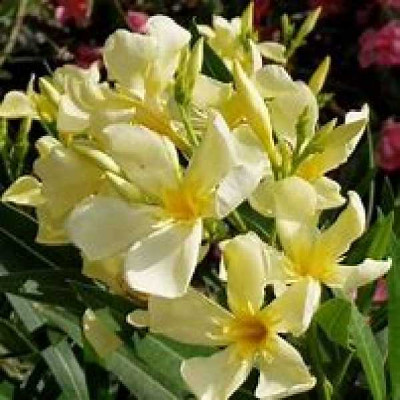 NERIUM oleander Jaune