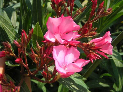 NERIUM oleander Rose