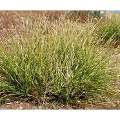 NOLINA microcarpa
