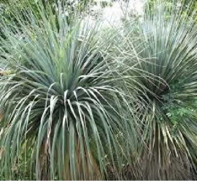 NOLINA nelsonii