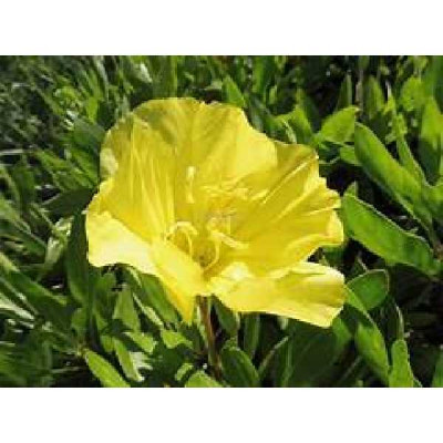 OENOTHERA macrocarpa Missouriensis jaune