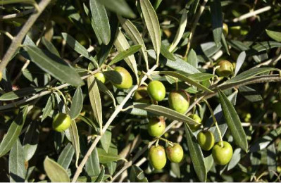 OLEA europaea