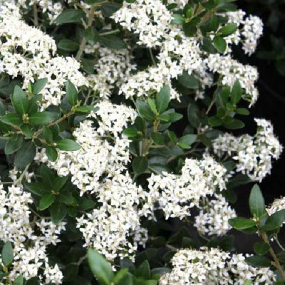 OLEARIA haastii