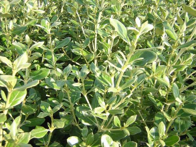 OLEARIA traversii