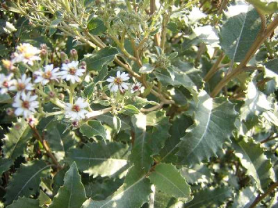 OLEARIA macrodenta Major