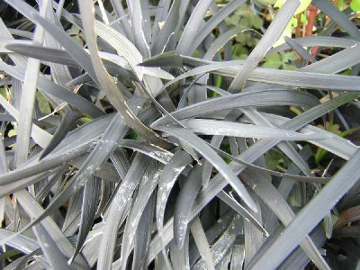 OPHIOPOGON planisca Nigrescens