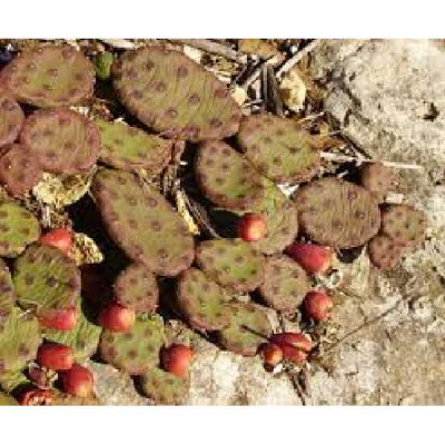 OPUNTIA humifusa
