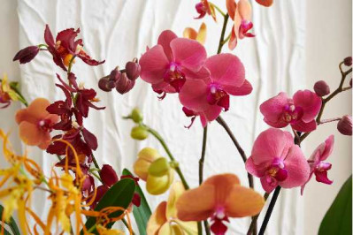 ORCHIDEES