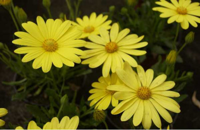 OSTEOSPERMUM  Voltage jaune