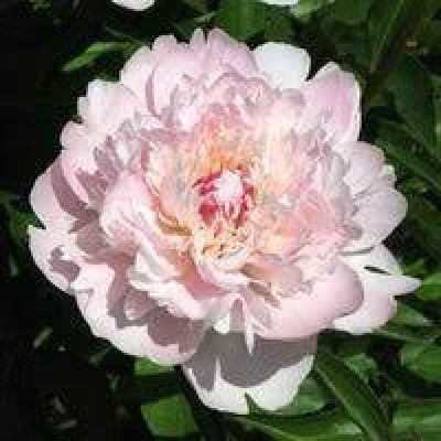 PAEONIA  lactiflora