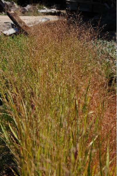 PANICUM virgatum Heavy metal