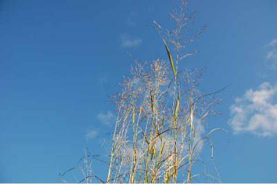 PANICUM virgatum Warrior