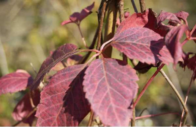 PARTHENOCISSUS quinquefolia