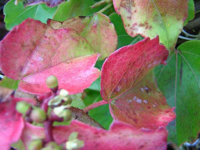 PARTHENOCISSUS tricuspidata Robusta