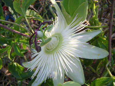 PASSIFLORA caerulea Constante elliot