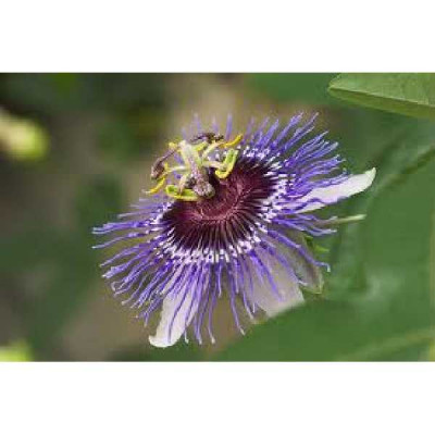 PASSIFLORA caerulea Purple haze