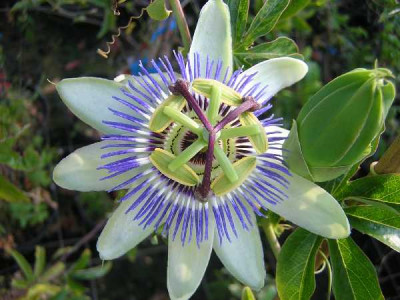 PASSIFLORA caerulea