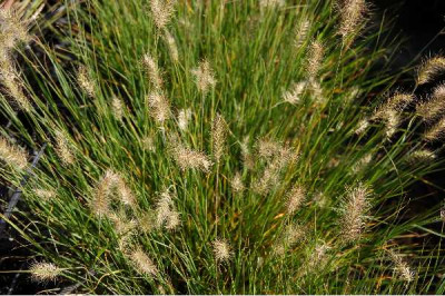 PENNISETUM alopecuroides (compressum) Little bunny