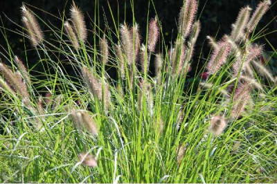 PENNISETUM alopecuroides (compressum)