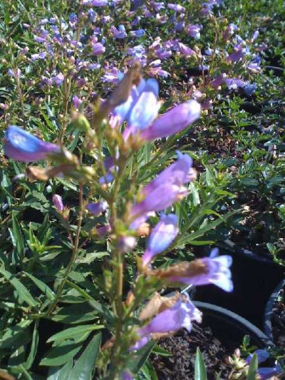 PENSTEMON  Catherine de la mare