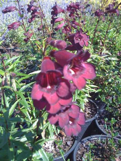 PENSTEMON  Purple passion