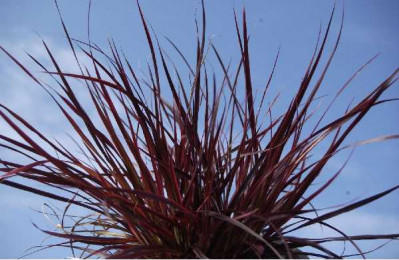 PENNISETUM rubrum Fireworks