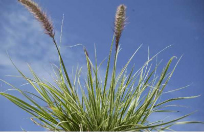 PENNISETUM rubrum Skyrocket
