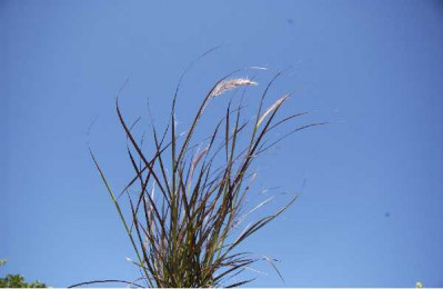 PENNISETUM setaceum Rubrum