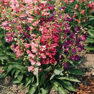 PENSTEMON