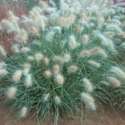 PENNISETUM villosum Cream falls
