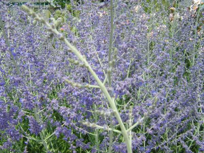 PEROVSKIA atriplicifolia Blue spire